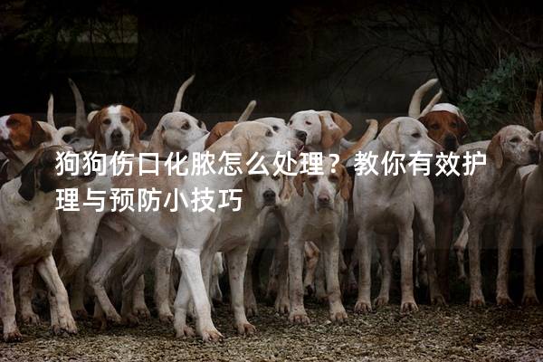 狗狗傷口化膿怎么處理？教你有效護理與預(yù)防小技巧