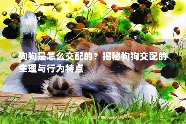 狗狗是怎么交配的？揭秘狗狗交配的生理與行為特點(diǎn)