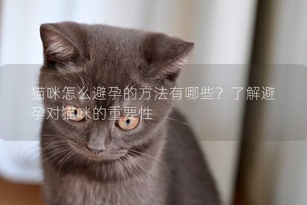 貓咪怎么避孕的方法有哪些？了解避孕對貓咪的重要性