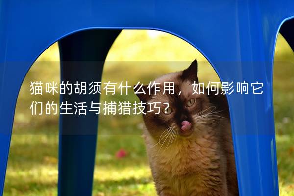 貓咪的胡須有什么作用，如何影響它們的生活與捕獵技巧？