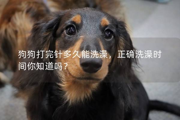 狗狗打完針多久能洗澡，正確洗澡時間你知道嗎？