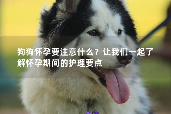 狗狗懷孕要注意什么？讓我們一起了解懷孕期間的護理要點