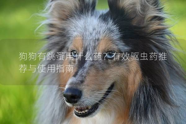 狗狗有跳蚤用什么藥？有效驅蟲藥推薦與使用指南