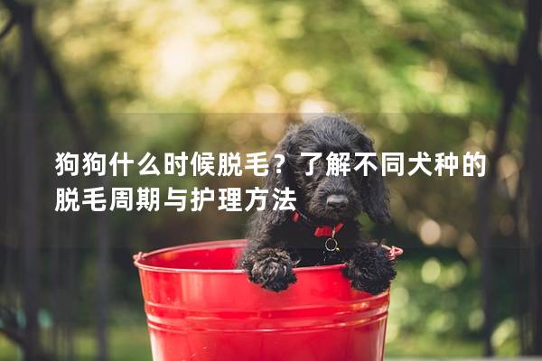 狗狗什么時候脫毛？了解不同犬種的脫毛周期與護理方法