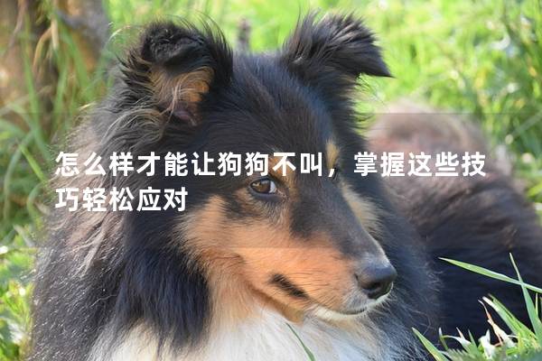 怎么樣才能讓狗狗不叫，掌握這些技巧輕松應(yīng)對