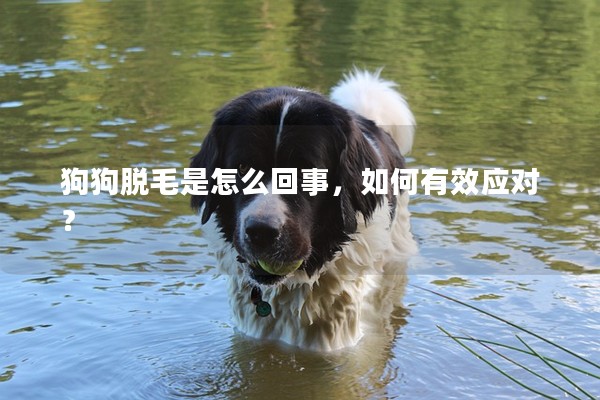 狗狗脫毛是怎么回事,如何有效應(yīng)對(duì)? 狗狗脫毛是怎么回事,如何有效應(yīng)對(duì)?