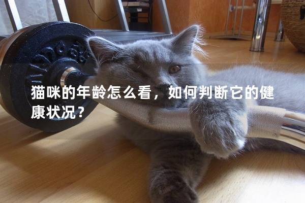 貓咪的年齡怎么看，如何判斷它的健康狀況？