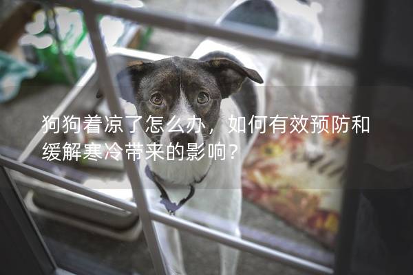 狗狗著涼了怎么辦，如何有效預(yù)防和緩解寒冷帶來的影響？