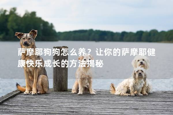 薩摩耶狗狗怎么養(yǎng)？讓你的薩摩耶健康快樂成長的方法揭秘