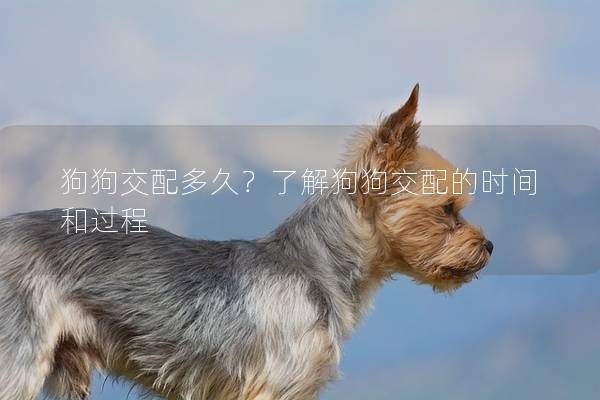狗狗交配多久？了解狗狗交配的時間和過程