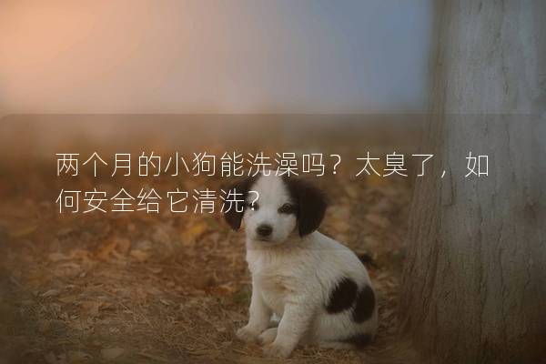 兩個月的小狗能洗澡嗎？太臭了，如何安全給它清洗？
