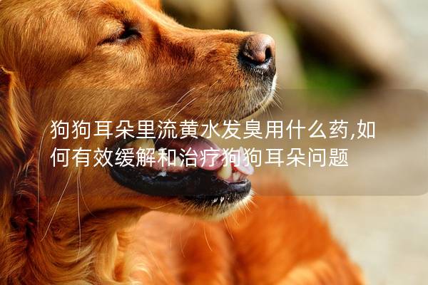 狗狗耳朵里流黃水發臭用什么藥,如何有效緩解和治療狗狗耳朵問題 狗狗耳朵里流黃水發臭用什么藥,如何有效緩解和治療狗狗耳朵問題