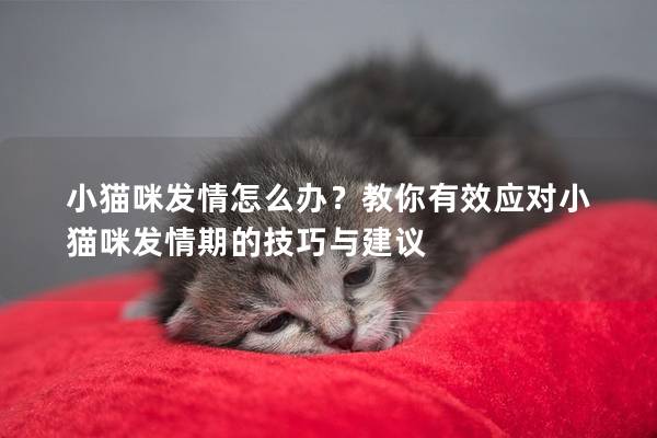 小貓咪發情怎么辦？教你有效應對小貓咪發情期的技巧與建議
