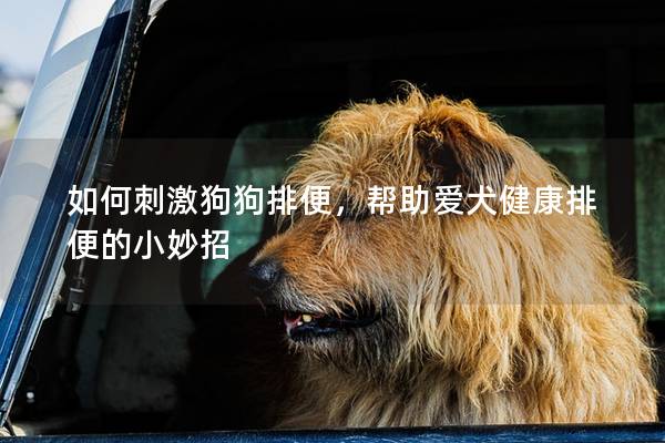 如何刺激狗狗排便，幫助愛犬健康排便的小妙招
