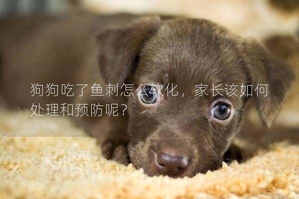 狗狗吃了魚刺怎么軟化，家長(zhǎng)該如何處理和預(yù)防呢？