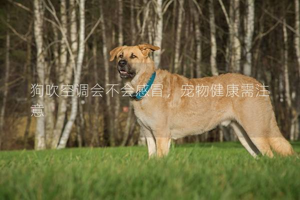 狗吹空調(diào)會不會感冒，寵物健康需注意