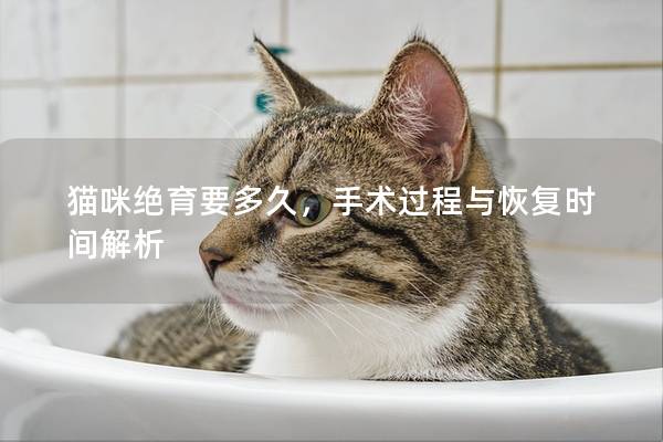 貓咪絕育要多久，手術過程與恢復時間解析