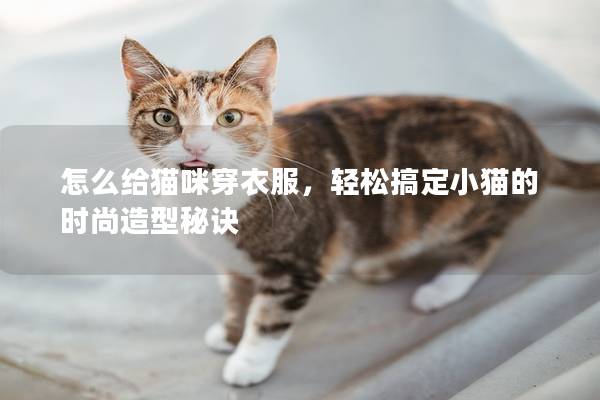 怎么給貓咪穿衣服，輕松搞定小貓的時尚造型秘訣