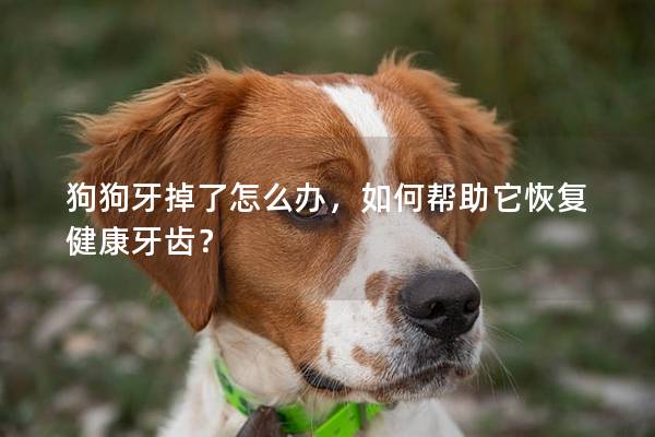 狗狗牙掉了怎么辦，如何幫助它恢復健康牙齒？