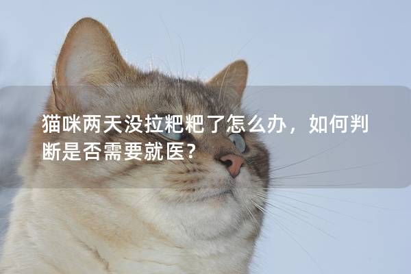 貓咪兩天沒拉粑粑了怎么辦，如何判斷是否需要就醫？