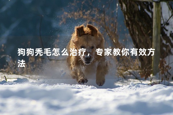狗狗禿毛怎么治療，專(zhuān)家教你有效方法
