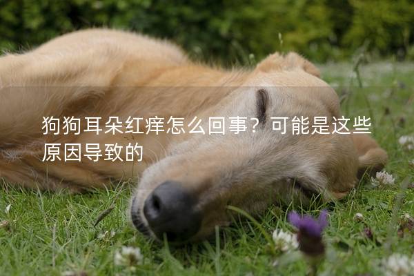 狗狗耳朵紅癢怎么回事？可能是這些原因?qū)е碌?></em><p>狗狗耳朵紅癢怎么回事？可能是這些原因?qū)е碌?/p><span>2025-01-25</span></a></li><li><a title=