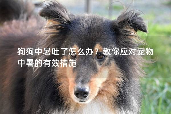 狗狗中暑吐了怎么辦？教你應對寵物中暑的有效措施