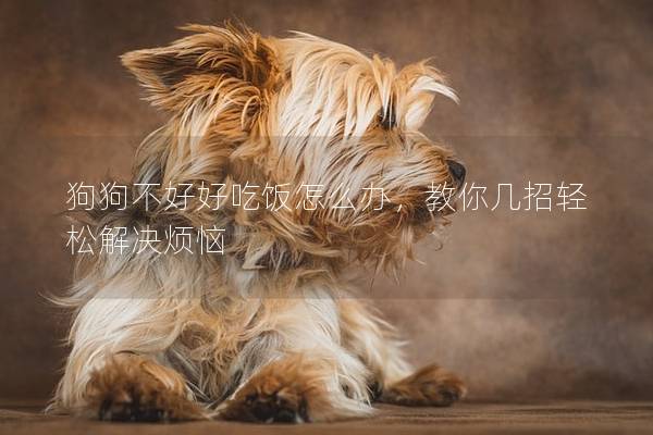 狗狗不好好吃飯?jiān)趺崔k，教你幾招輕松解決煩惱