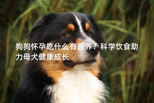 狗狗懷孕吃什么有營養？科學飲食助力母犬健康成長