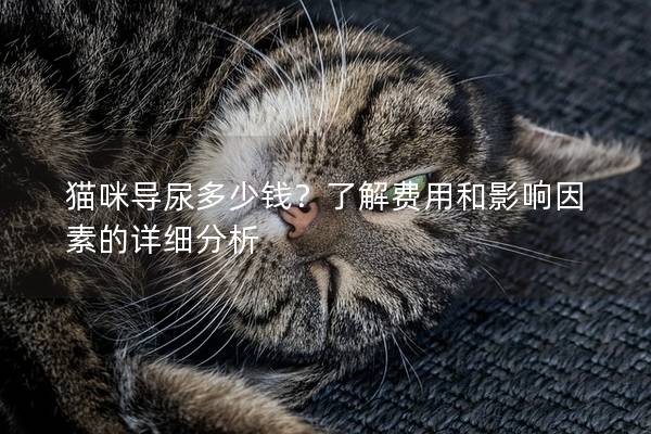 貓咪導(dǎo)尿多少錢？了解費(fèi)用和影響因素的詳細(xì)分析