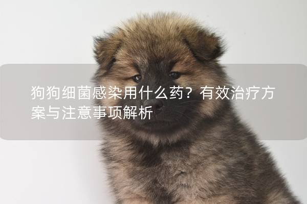 狗狗細菌感染用什么藥？有效治療方案與注意事項解析