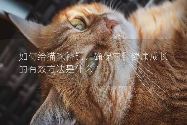如何給貓咪補鈣，確保它們健康成長的有效方法是什么？