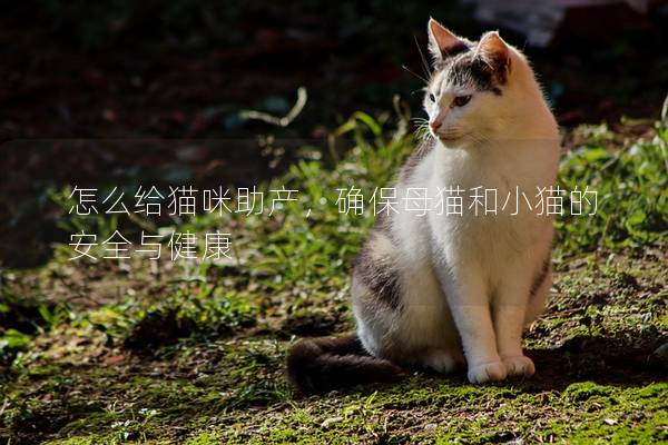 怎么給貓咪助產(chǎn)，確保母貓和小貓的安全與健康