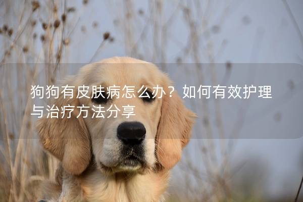 狗狗有皮膚病怎么辦？如何有效護理與治療方法分享