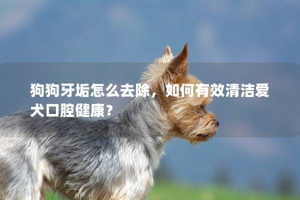 狗狗牙垢怎么去除，如何有效清潔愛犬口腔健康？