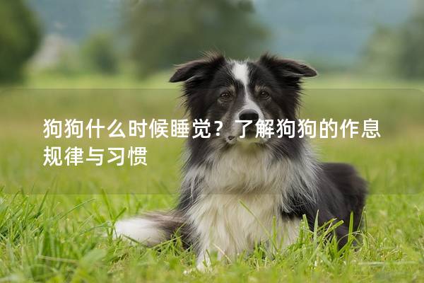 狗狗什么時候睡覺？了解狗狗的作息規律與習慣