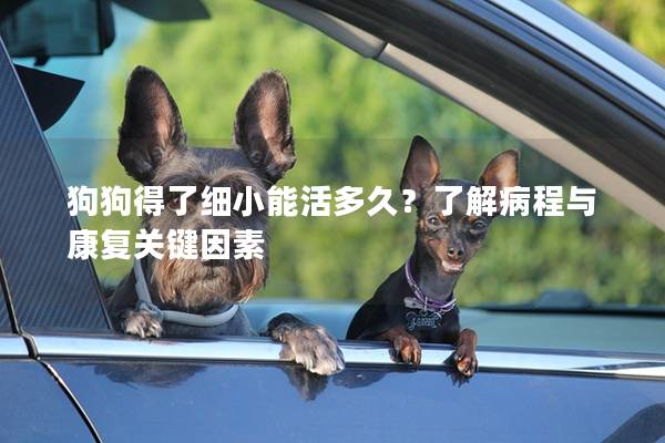 狗狗得了細(xì)小能活多久？了解病程與康復(fù)關(guān)鍵因素