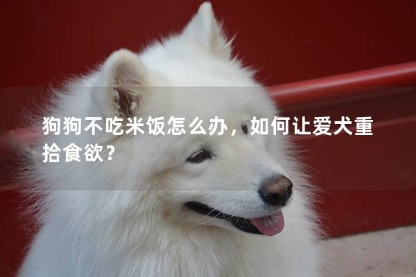 狗狗不吃米飯怎么辦，如何讓愛犬重拾食欲？