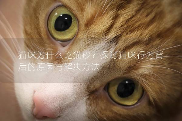 貓咪為什么吃貓砂？探討貓咪行為背后的原因與解決方法