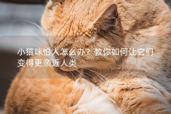 小貓咪怕人怎么辦？教你如何讓它們變得更親近人類
