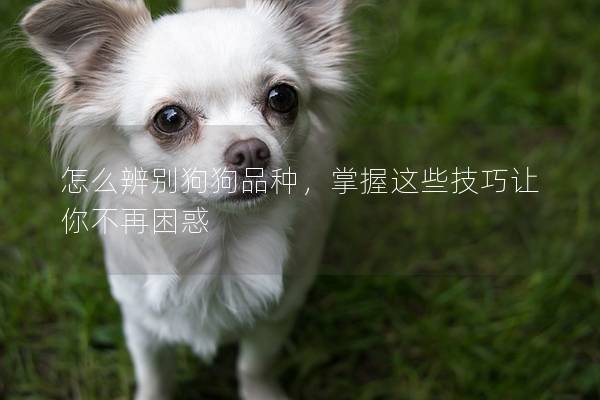 怎么辨別狗狗品種，掌握這些技巧讓你不再困惑