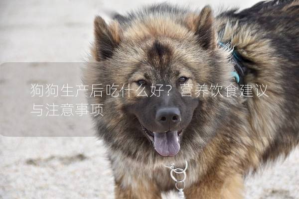 狗狗生產后吃什么好？營養飲食建議與注意事項