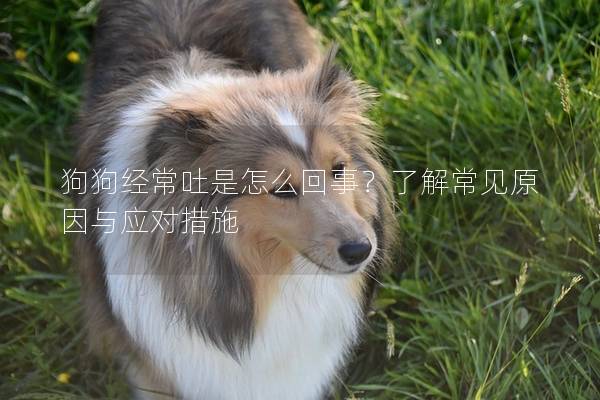狗狗經常吐是怎么回事？了解常見原因與應對措施