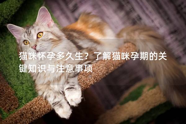 貓咪懷孕多久生？了解貓咪孕期的關鍵知識與注意事項