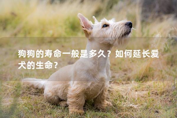 狗狗的壽命一般是多久?如何延長愛犬的生命? 狗狗的壽命一般是多久?如何延長愛犬的生命?