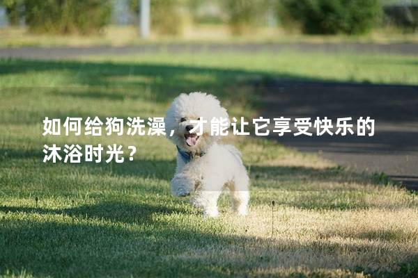 如何給狗洗澡，才能讓它享受快樂的沐浴時光？