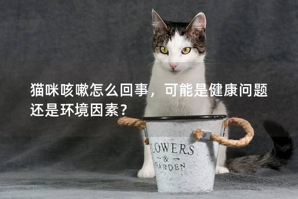 貓咪咳嗽怎么回事，可能是健康問題還是環境因素？