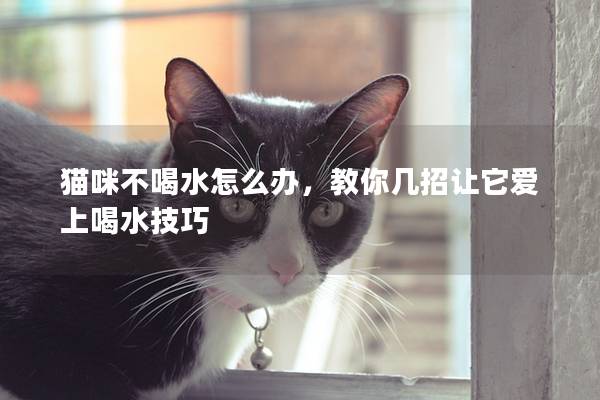貓咪不喝水怎么辦，教你幾招讓它愛上喝水技巧