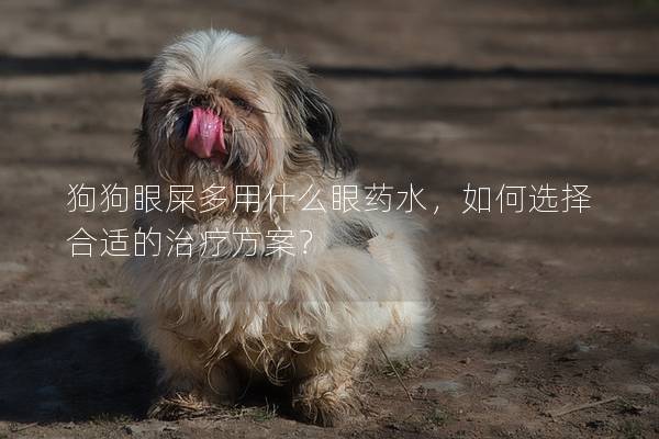 狗狗眼屎多用什么眼藥水，如何選擇合適的治療方案？