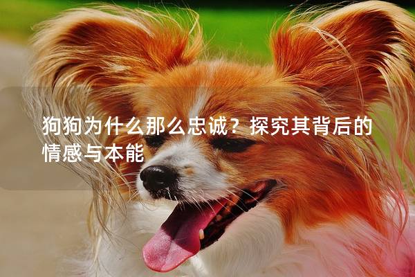 狗狗為什么那么忠誠？探究其背后的情感與本能
